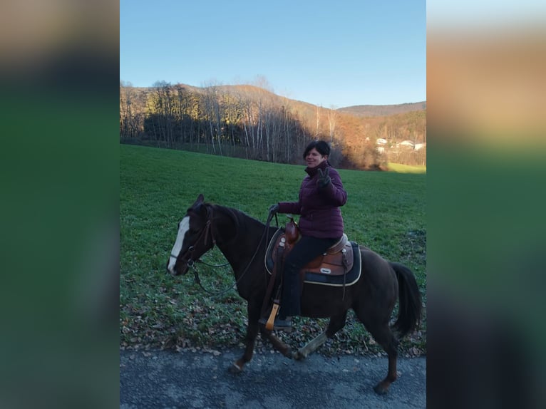 American Quarter Horse Stallion 5 years 14,1 hh Chestnut in Schaufling