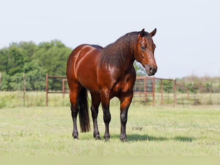 American Quarter Horse Stallion 5 years 14,2 hh Bay in Leonard, TX