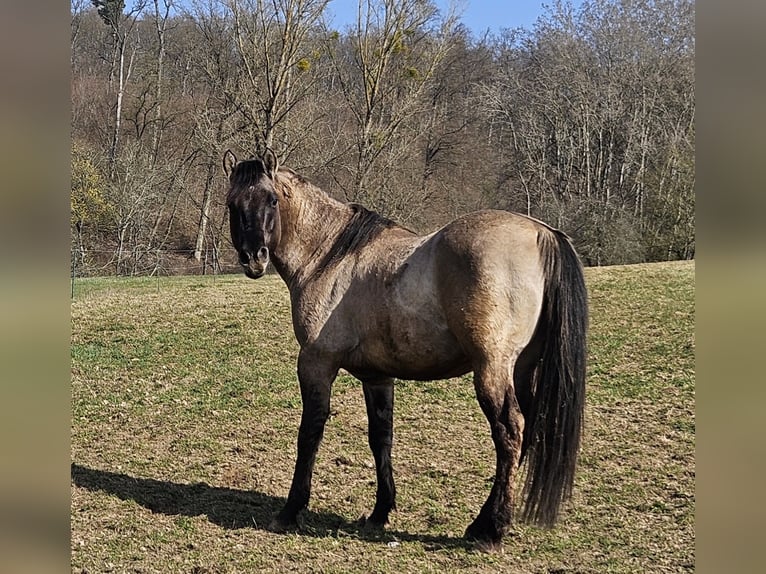 American Quarter Horse Stallion 5 years 14.2 hh Grullo in Weilmünster
