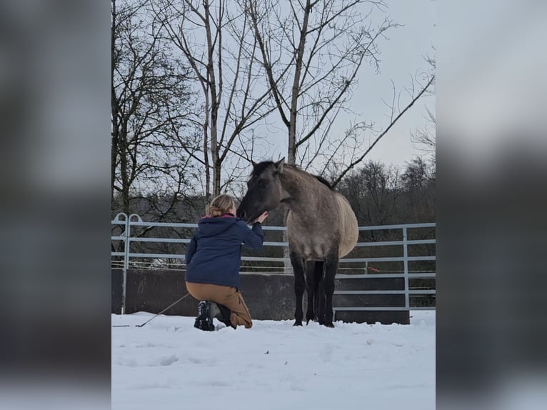 American Quarter Horse Stallion 5 years 14.2 hh Grullo in Weilmünster