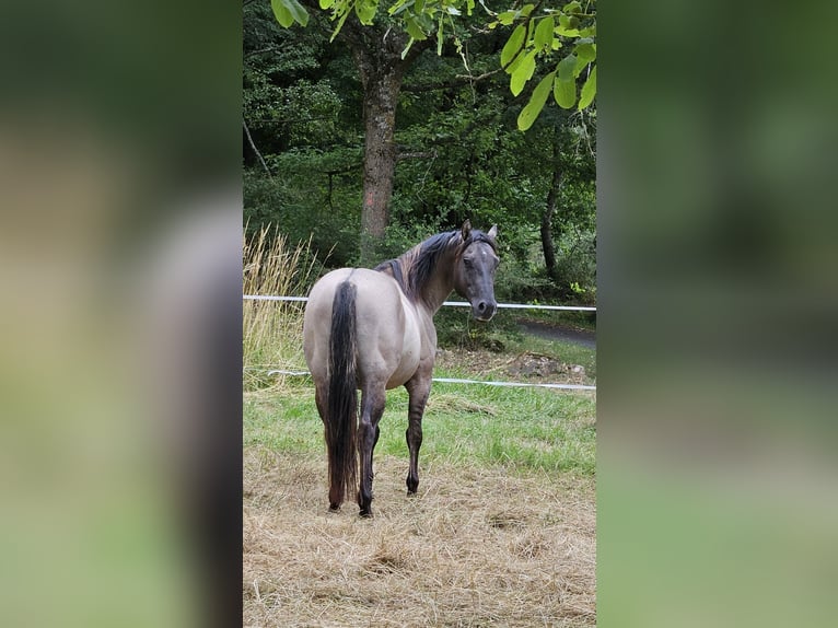 American Quarter Horse Stallion 5 years 14.2 hh Grullo in Weilmünster