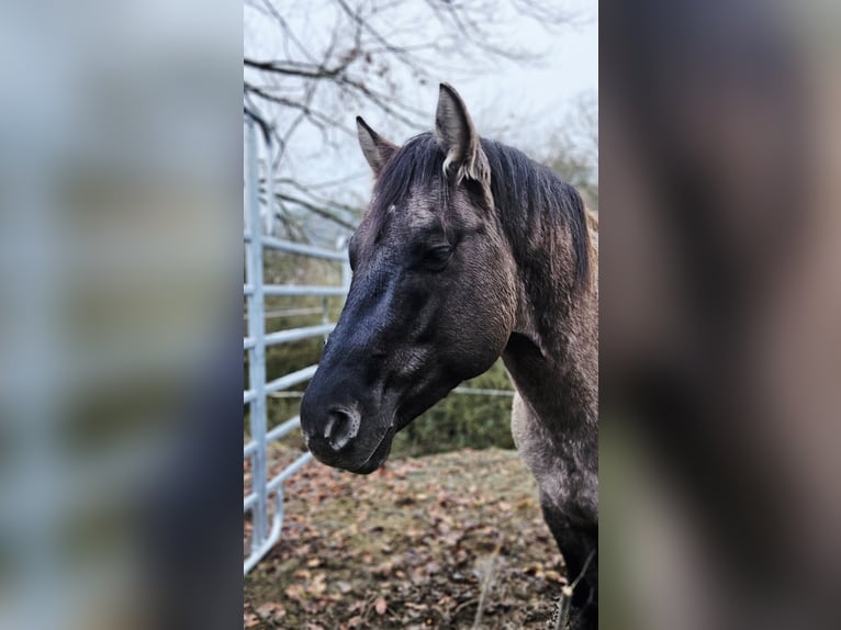 American Quarter Horse Stallion 5 years 14.2 hh Grullo in Weilmünster