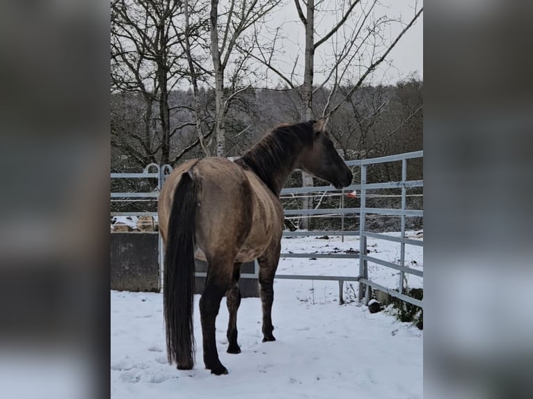 American Quarter Horse Stallion 5 years 14.2 hh Grullo in Weilmünster