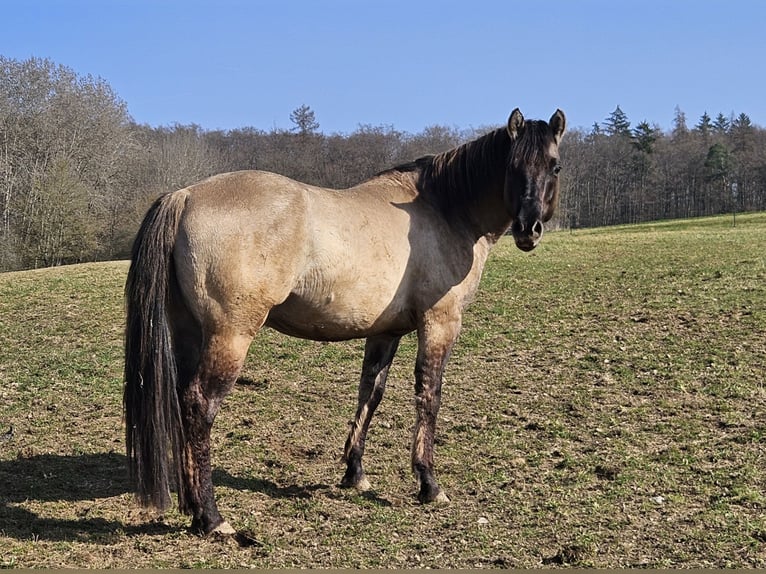 American Quarter Horse Stallion 5 years 14.2 hh Grullo in Weilmünster