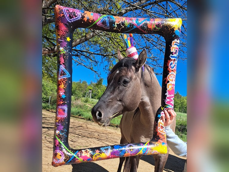 American Quarter Horse Stallion 5 years 14.2 hh Grullo in Weilmünster