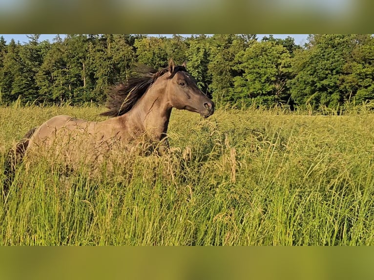 American Quarter Horse Stallion 5 years 14.2 hh Grullo in Weilmünster