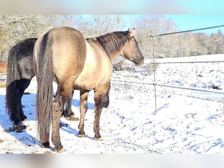 American Quarter Horse Stallion 5 years 14.2 hh Grullo in Weilmünster