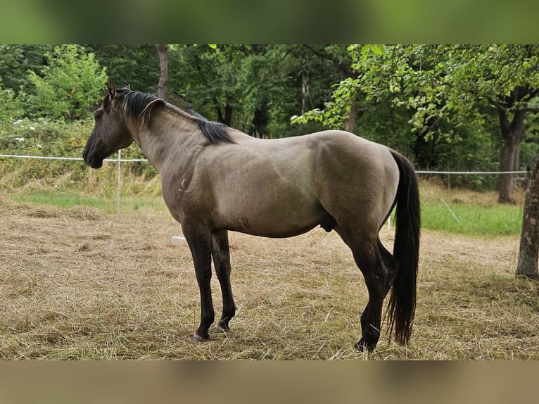 American Quarter Horse Stallion 5 years 14.2 hh Grullo in Weilmünster