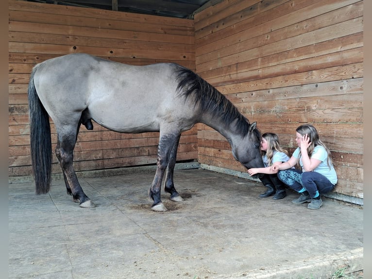 American Quarter Horse Stallion 5 years 14.2 hh Grullo in Weilmünster