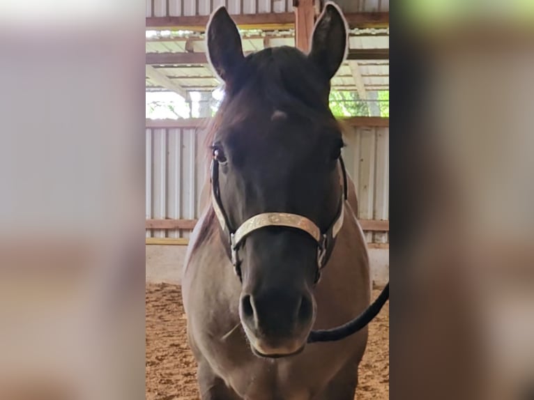 American Quarter Horse Stallion 5 years 14.2 hh Grullo in Weilmünster