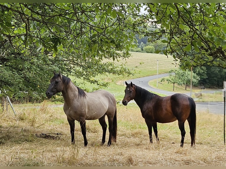 American Quarter Horse Stallion 5 years 14.2 hh Grullo in Weilmünster