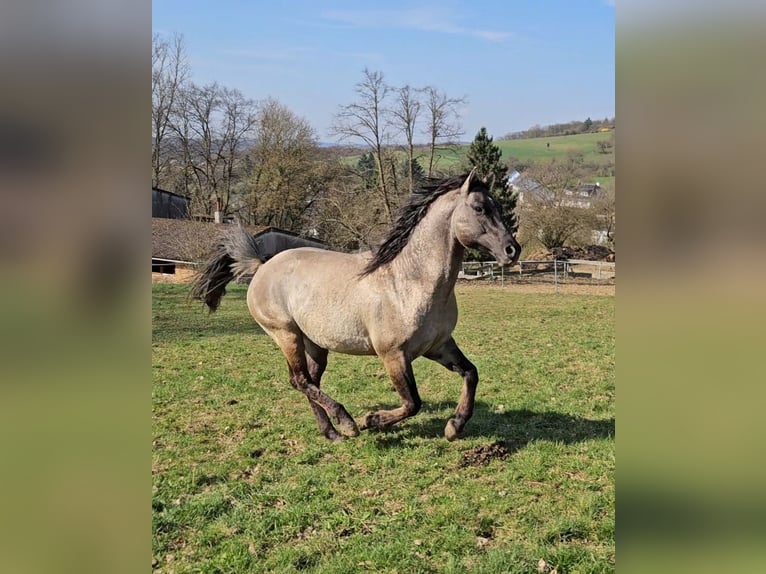 American Quarter Horse Stallion 5 years 14.2 hh Grullo in Weilmünster