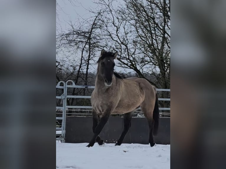 American Quarter Horse Stallion 5 years 14.2 hh Grullo in Weilmünster
