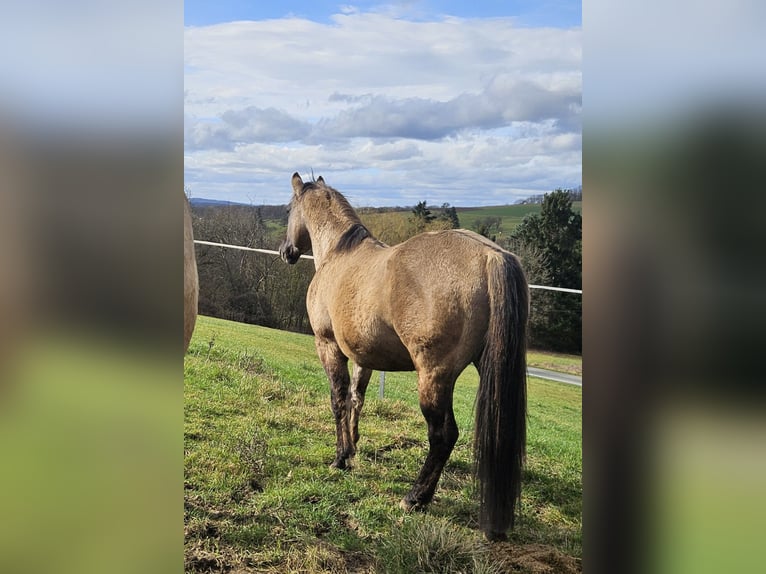 American Quarter Horse Stallion 5 years 14.2 hh Grullo in Weilmünster
