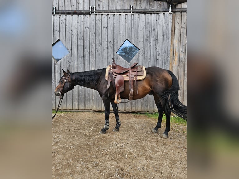 American Quarter Horse Stallion 5 years 14,2 hh Brown in Steinen