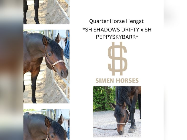 American Quarter Horse Stallion 5 years 14,2 hh Brown in Steinen