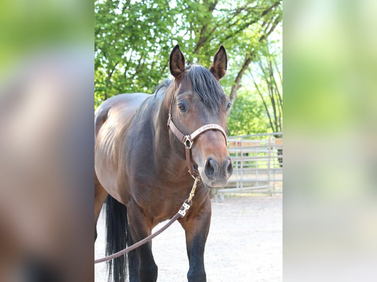 American Quarter Horse Stallion 5 years 14,2 hh Brown in Steinen