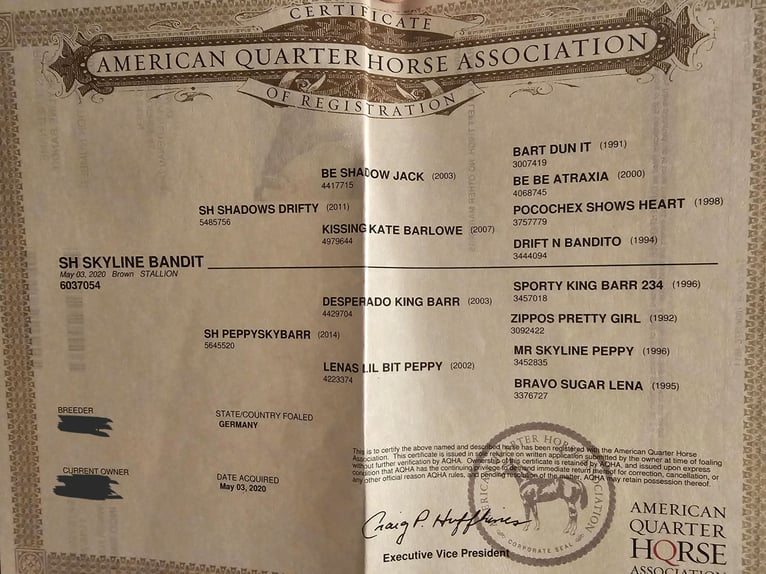 American Quarter Horse Stallion 5 years 14,2 hh in Steinen