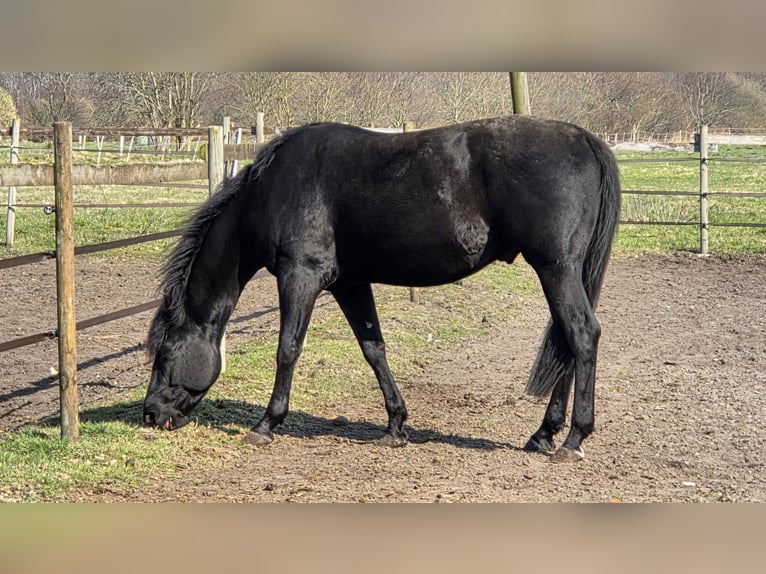 American Quarter Horse Stallion 5 years 15.1 hh Black in Loxstedt