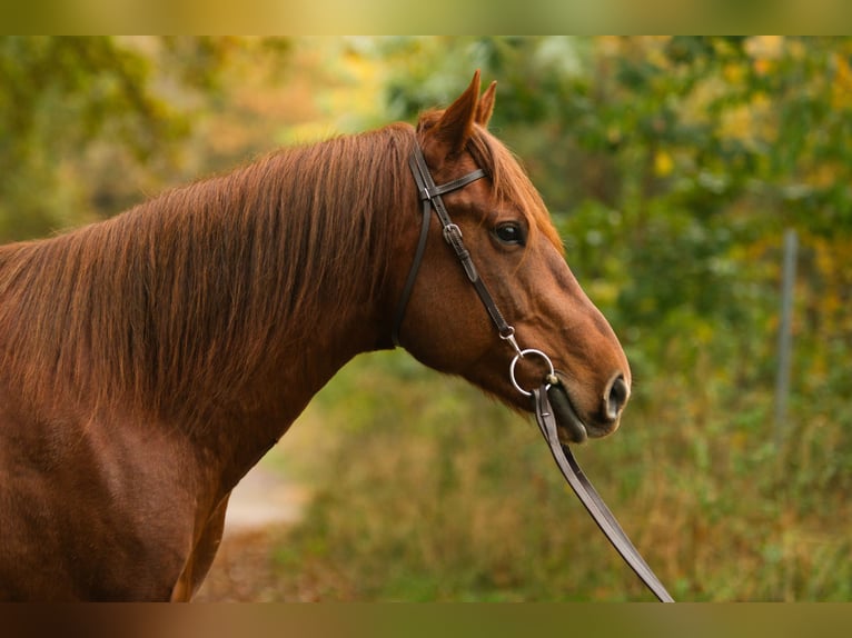 American Quarter Horse Stallion 5 years 15,3 hh Chestnut-Red in Gustow