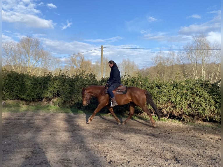 American Quarter Horse Stallion 5 years 15,3 hh Chestnut-Red in Gustow