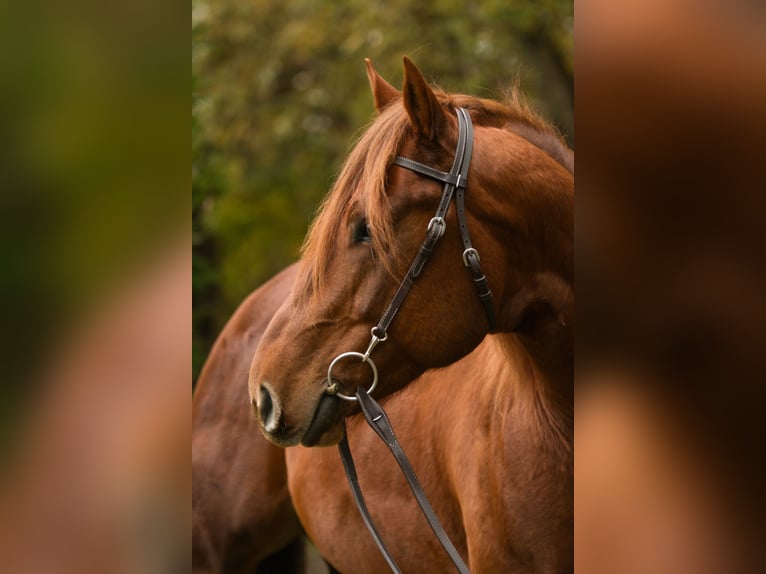 American Quarter Horse Stallion 5 years 15,3 hh Chestnut-Red in Gustow