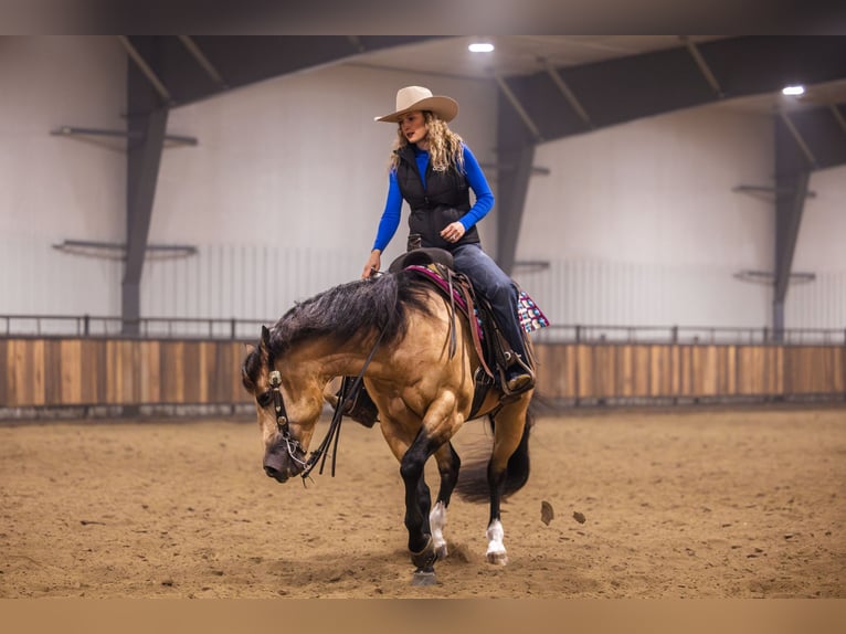 American Quarter Horse Stallion 5 years 15 hh Buckskin in Canistota