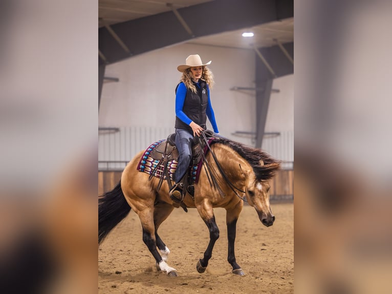 American Quarter Horse Stallion 5 years 15 hh Buckskin in Canistota