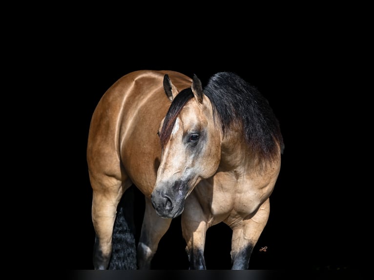 American Quarter Horse Stallion 5 years 15 hh Buckskin in Canistota