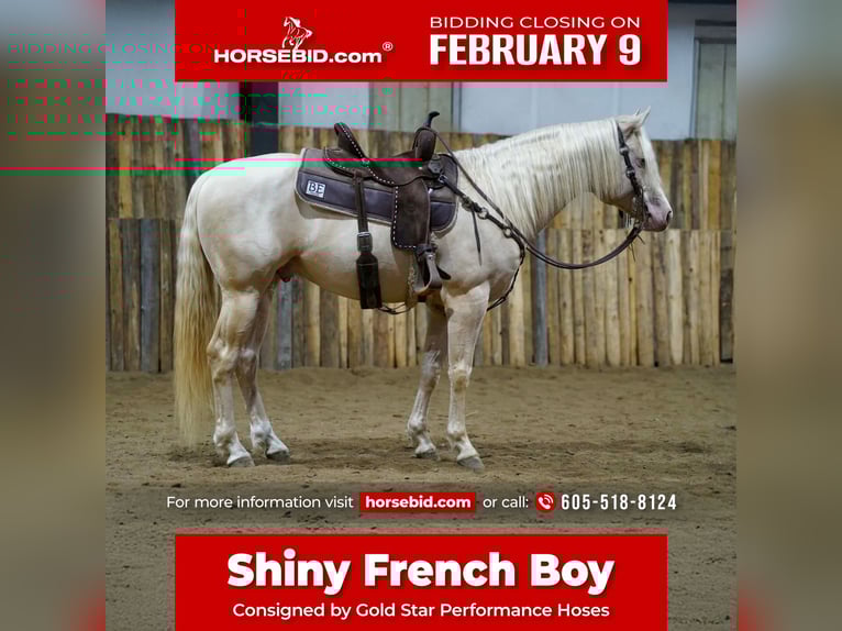 American Quarter Horse Stallion 5 years 15 hh Cremello in Brandon