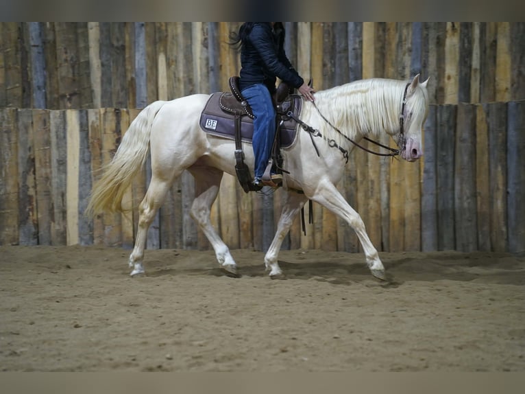 American Quarter Horse Stallion 5 years 15 hh Cremello in Brandon