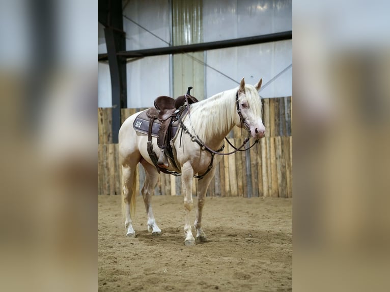 American Quarter Horse Stallion 5 years 15 hh Cremello in Brandon