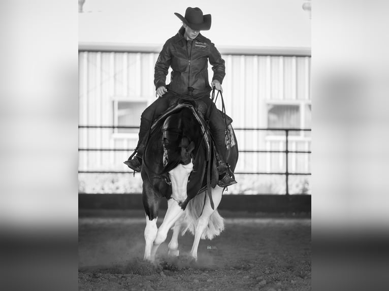 American Quarter Horse Stallion 5 years 15 hh in Aubrey, TX