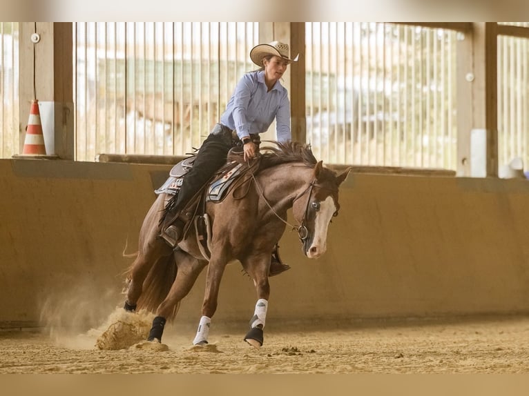 American Quarter Horse Stallion 5 years 15,2 hh Roan-Red in Illingen