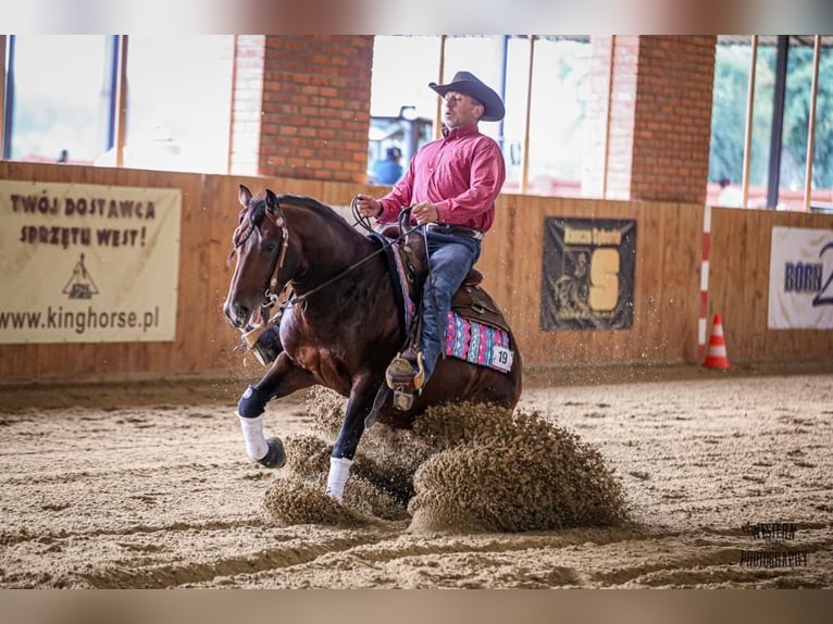 American Quarter Horse Stallion 6 years 14,2 hh Bay-Dark in Gorz&#xF3;w Wlkp.