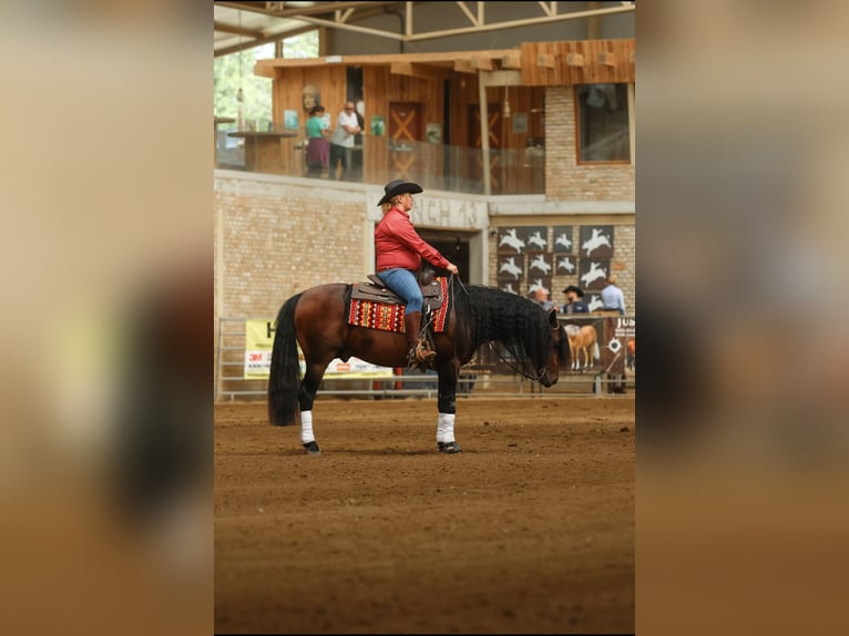 American Quarter Horse Stallion 6 years 14,2 hh Bay-Dark in Gorz&#xF3;w Wlkp.