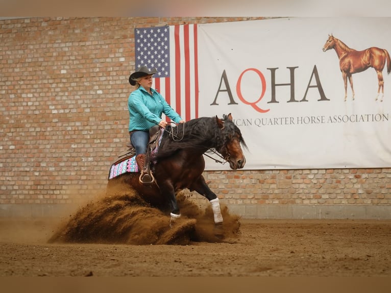 American Quarter Horse Stallion 6 years 14,2 hh Bay-Dark in Gorz&#xF3;w Wlkp.