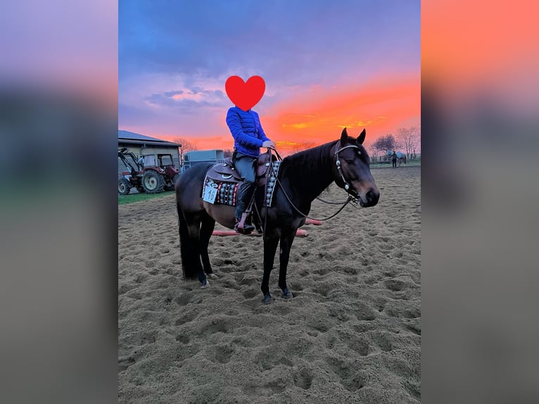 American Quarter Horse Stallion 6 years 14.2 hh Brown in Winsen (Aller)