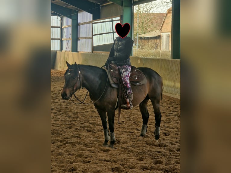 American Quarter Horse Stallion 6 years 14.2 hh Brown in Winsen (Aller)