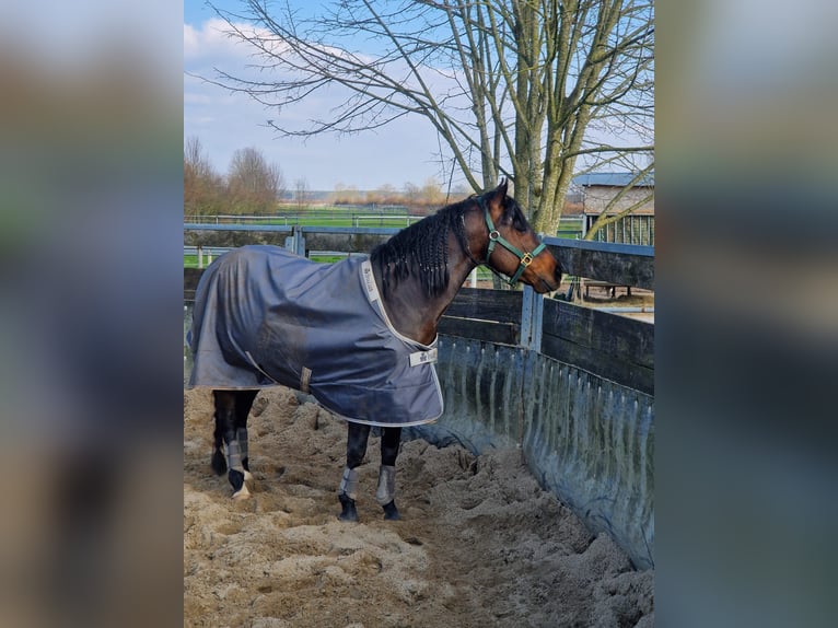 American Quarter Horse Stallion 6 years 14.2 hh Brown in Winsen (Aller)