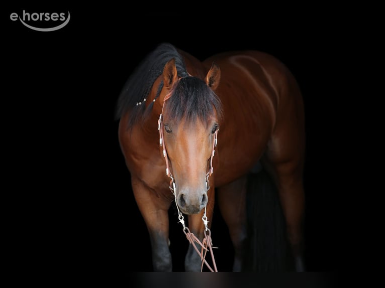 American Quarter Horse Stallion 6 years 14.2 hh Brown in Bergeijk
