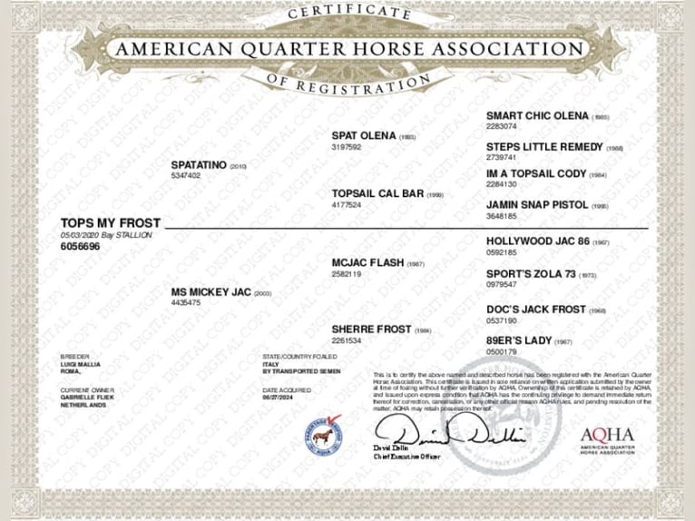 American Quarter Horse Stallion 6 years 15.1 hh Bay-Dark in Almkerk