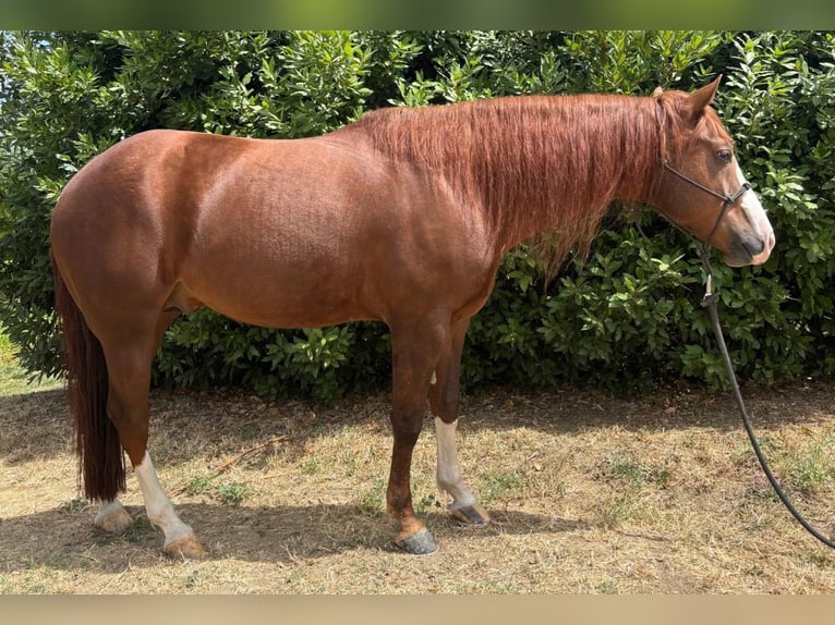 American Quarter Horse Stallion 6 years Chestnut-Red in Oviglio