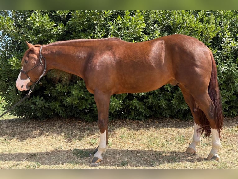American Quarter Horse Stallion 6 years Chestnut-Red in Oviglio