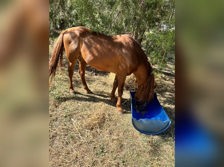 American Quarter Horse Mix Stallion 6 years Chestnut in Hayneville