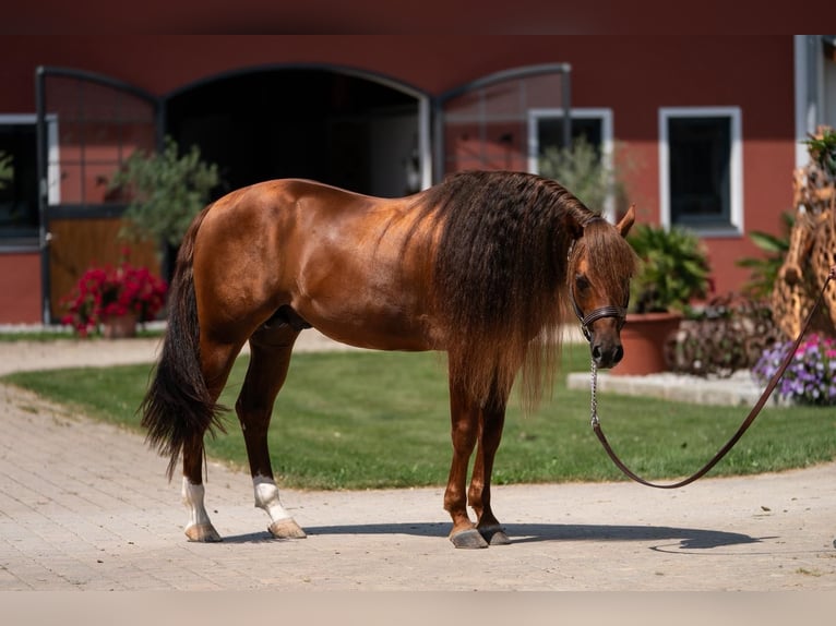 American Quarter Horse Stallion 7 years 14.2 hh Chestnut in Tuntenhausen