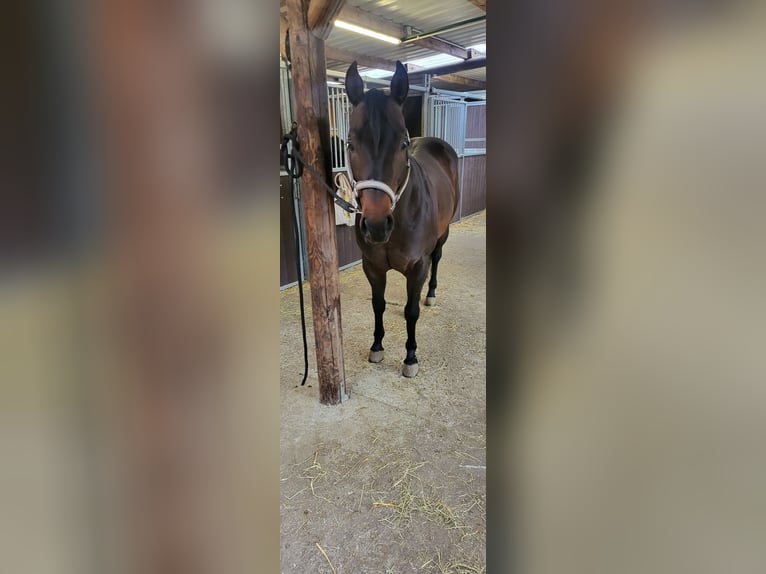 American Quarter Horse Stallion 7 years 14,3 hh Dun in Rheinberg