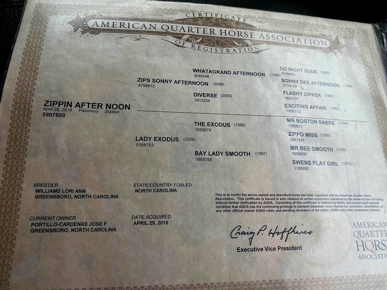 American Quarter Horse Stallion 7 years 15,3 hh Palomino in Hollister