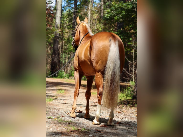 American Quarter Horse Stallion 7 years 15,3 hh Palomino in Hollister
