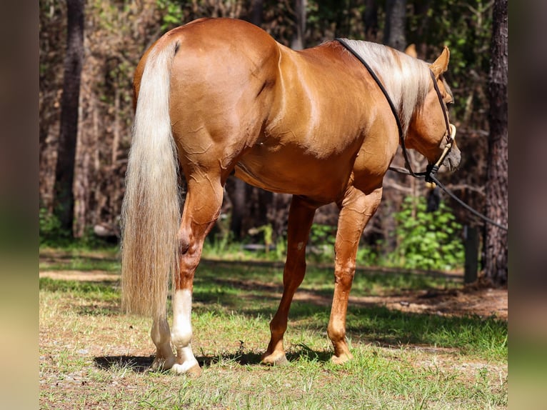 American Quarter Horse Stallion 7 years 15,3 hh Palomino in Hollister